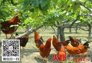 母鸡人工授精视频