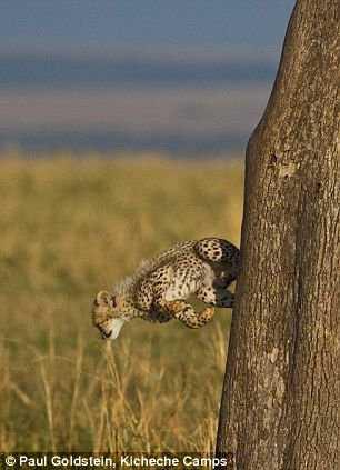 小猎豹视频,勇敢探险的生态之旅
