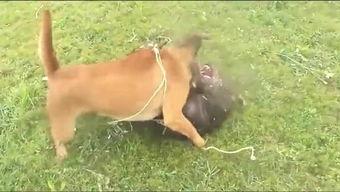 比特犬比赛视频