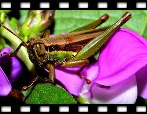 大蝗虫视频,揭秘自然界中的生态奇观