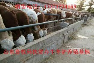 配种站牛配种视频,科技助力畜牧业发展