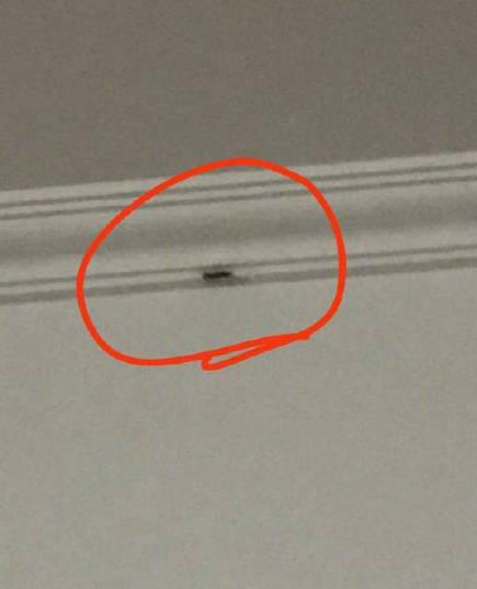 虫子视频什么梗,揭秘网络热梗背后的趣味与智慧